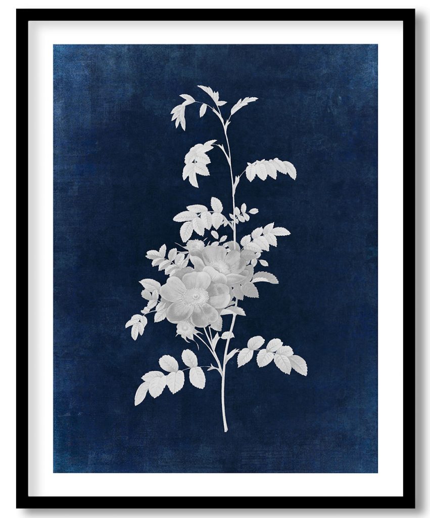 Alpine Rose botanical flower - Indigo Pressed