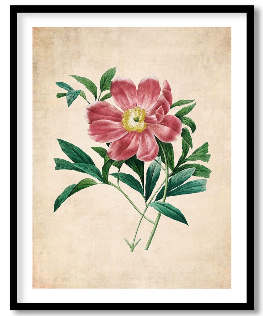 Red peony #401 - Pressed Vintage Botanical