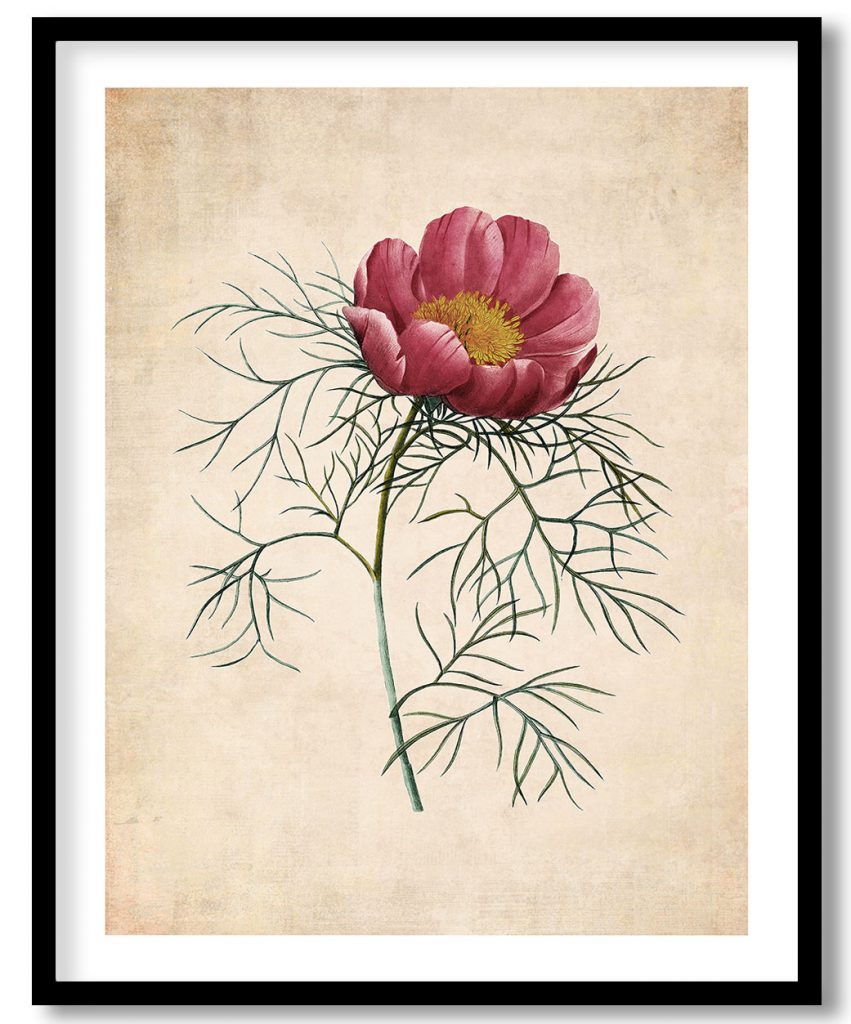 Red peony #402 - Pressed Vintage Botanical
