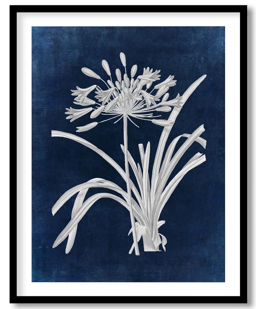 African lily - Indigo Pressed