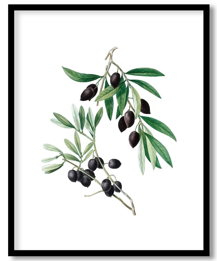 Redoute Olive painting (1801–1819) by Pierre Joseph Redouté