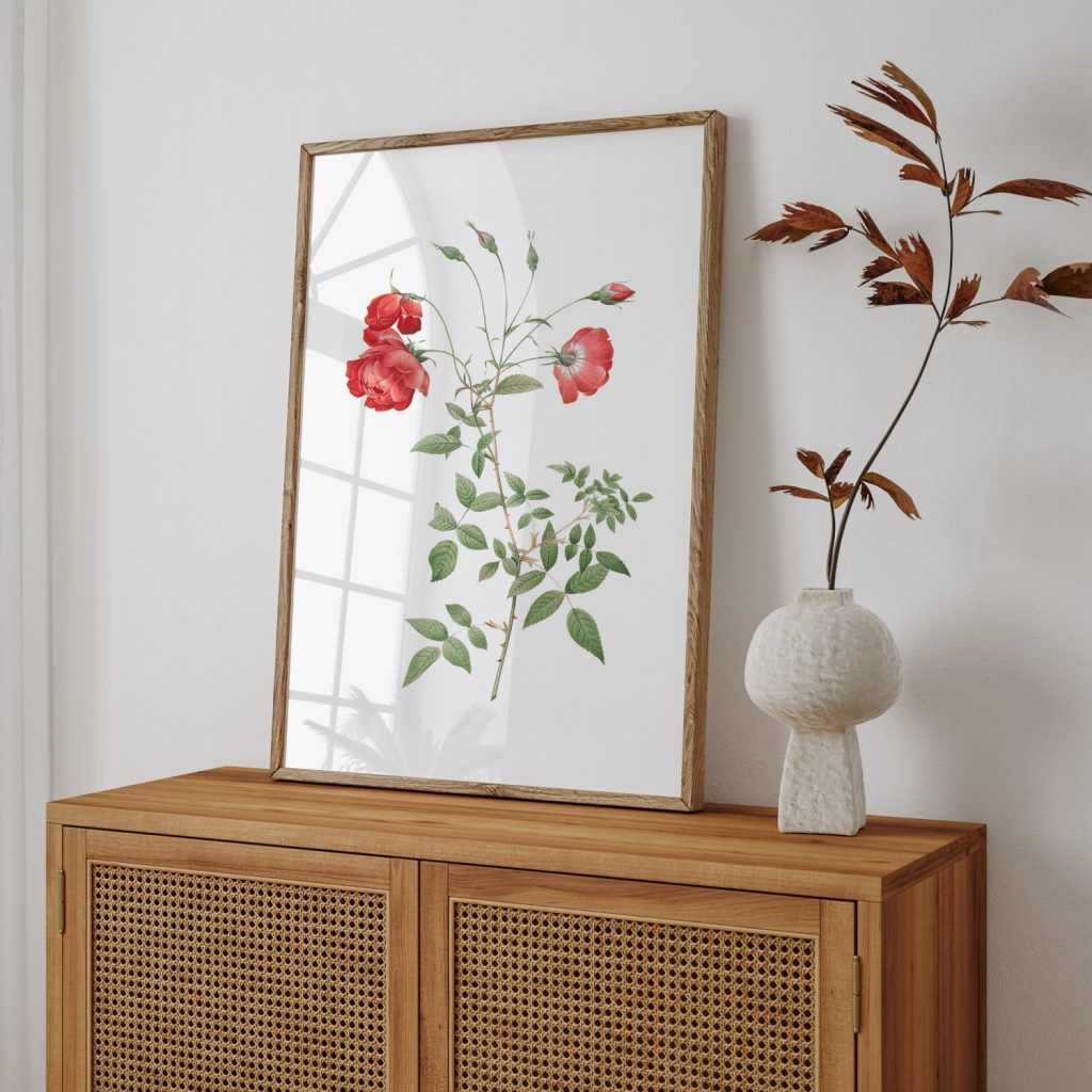 Red Rose, also known as Bengal in Bouquet (Rosa indica sertulata) from Les Roses (1817–1824) by Pierre Joseph Redouté