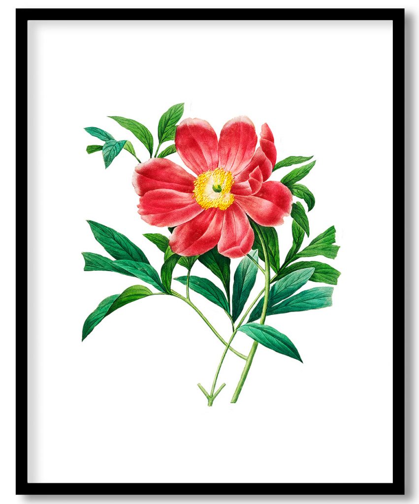Red peony flower botanical by Pierre Joseph Redouté #118