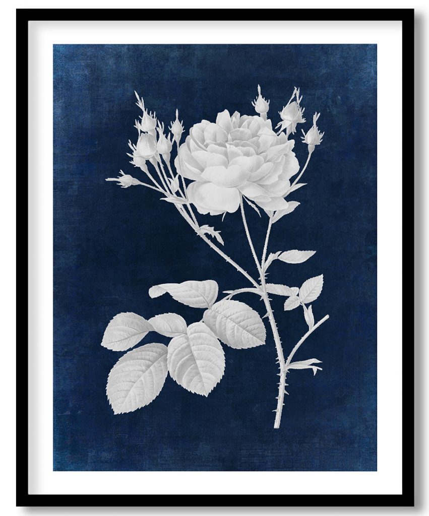 Vintage Rosa Centifolia Anglica Rubra  - Indigo Pressed