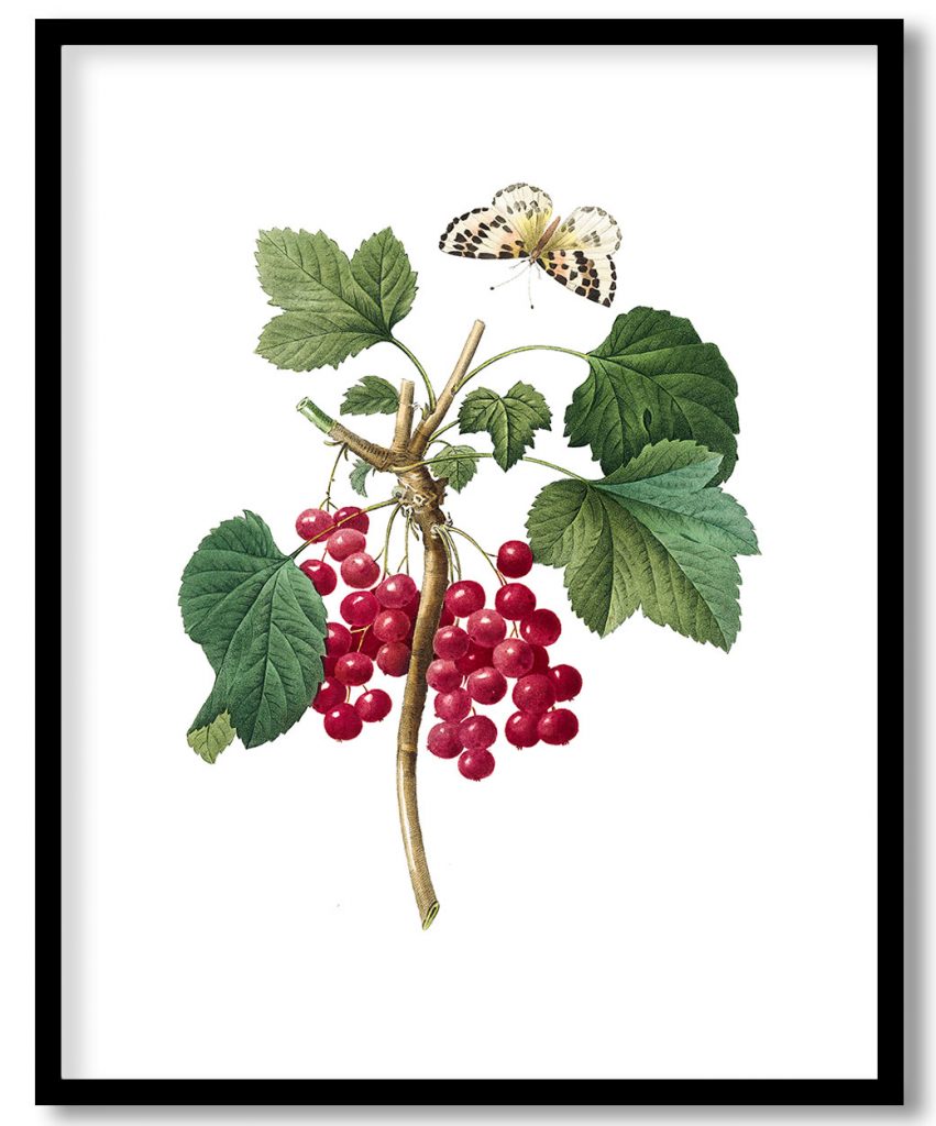 Red Currant from Choix des plus belles fleurs (1827) by Pierre Joseph Redouté