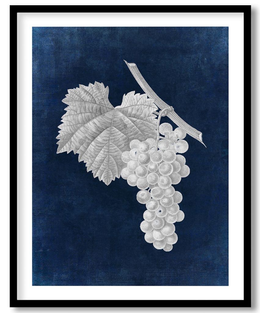 Vitis vinifera botanical - Indigo Pressed