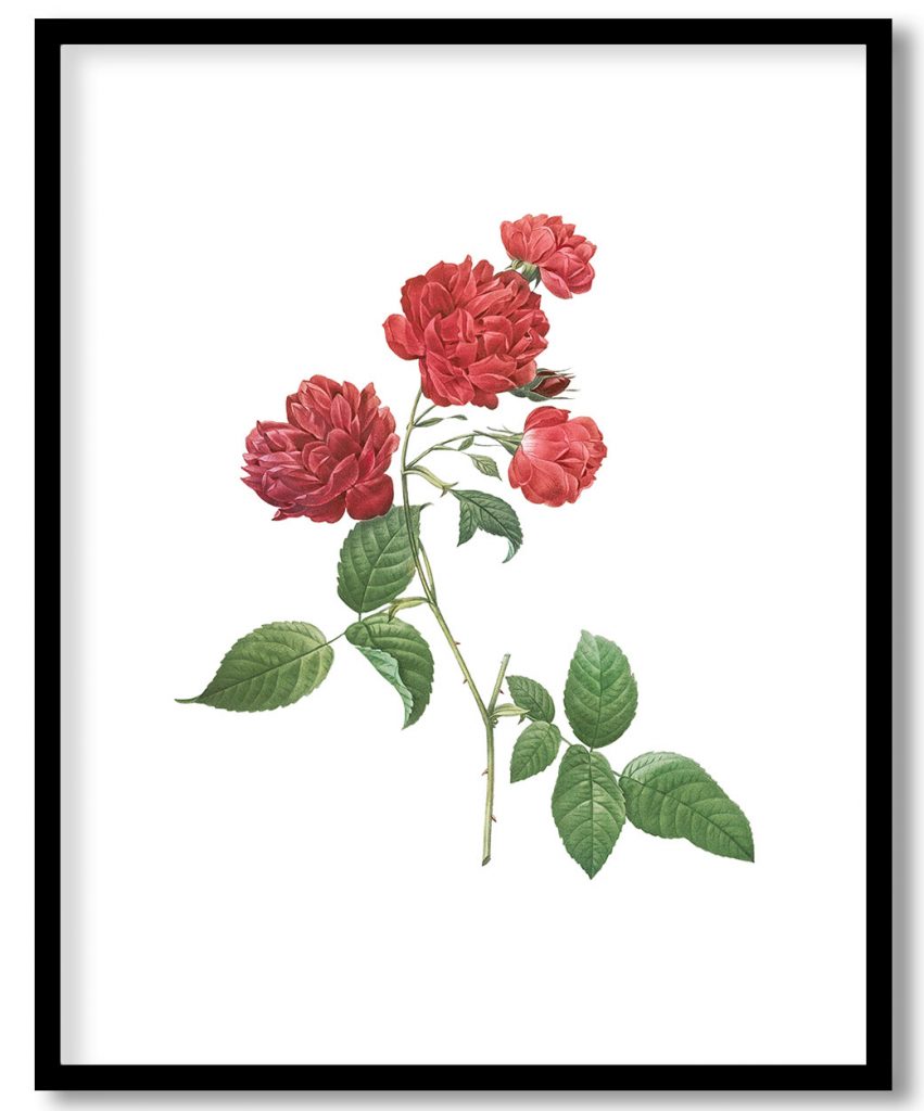 Red Cabbage Rose, also known as Bengal eyelet (Rosa indica caryophyllea) from Les Roses (1817–1824) by Pierre Joseph Redouté