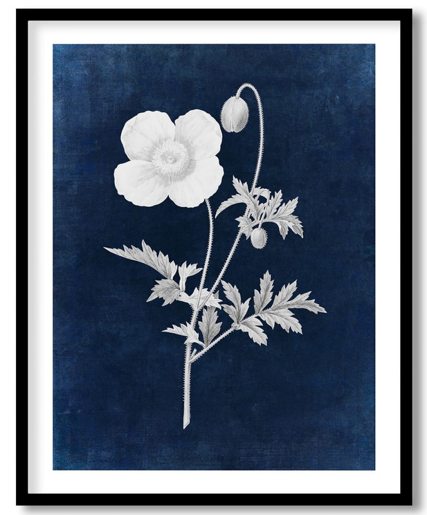 Welsh poppy flower - Indigo Pressed