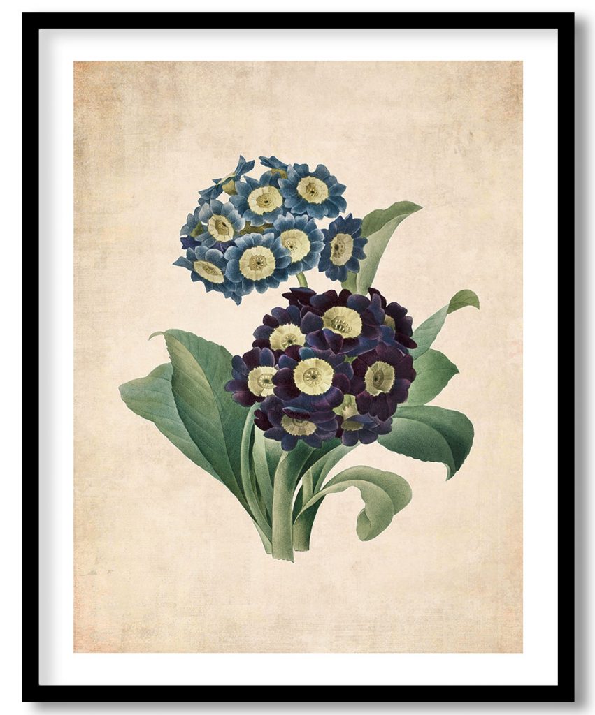 Primula Auricula - Pressed Vintage Botanical