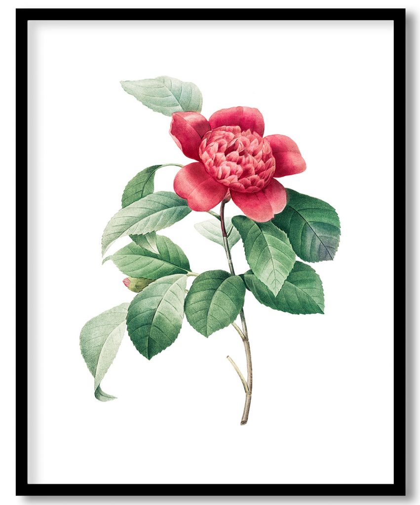 Red Anemone Camellia by Pierre Joseph Redouté (1759–1840)