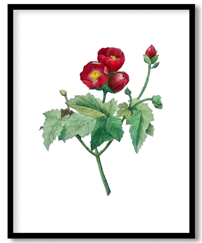 Purple Mallow by Pierre Joseph Redouté (1759–1840)