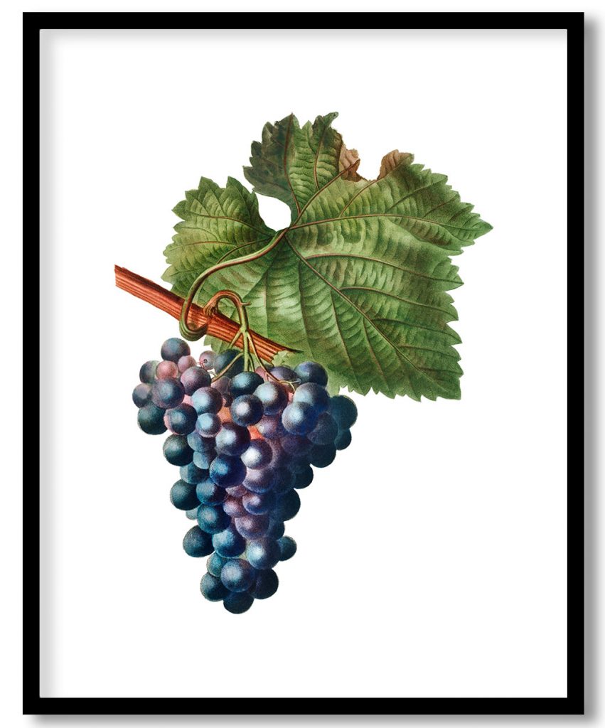 Vintage grape vine branch