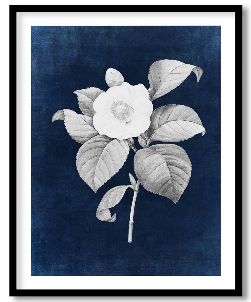 White Japanese camellia flower - Indigo Pressed