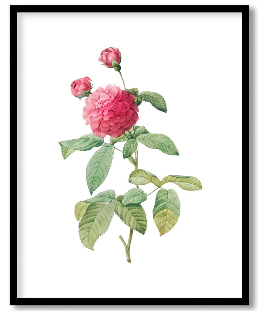 Purple Agatha, also known as the Little Violet Buttercup (Rosa gallica agatha, var. Delphiniana)