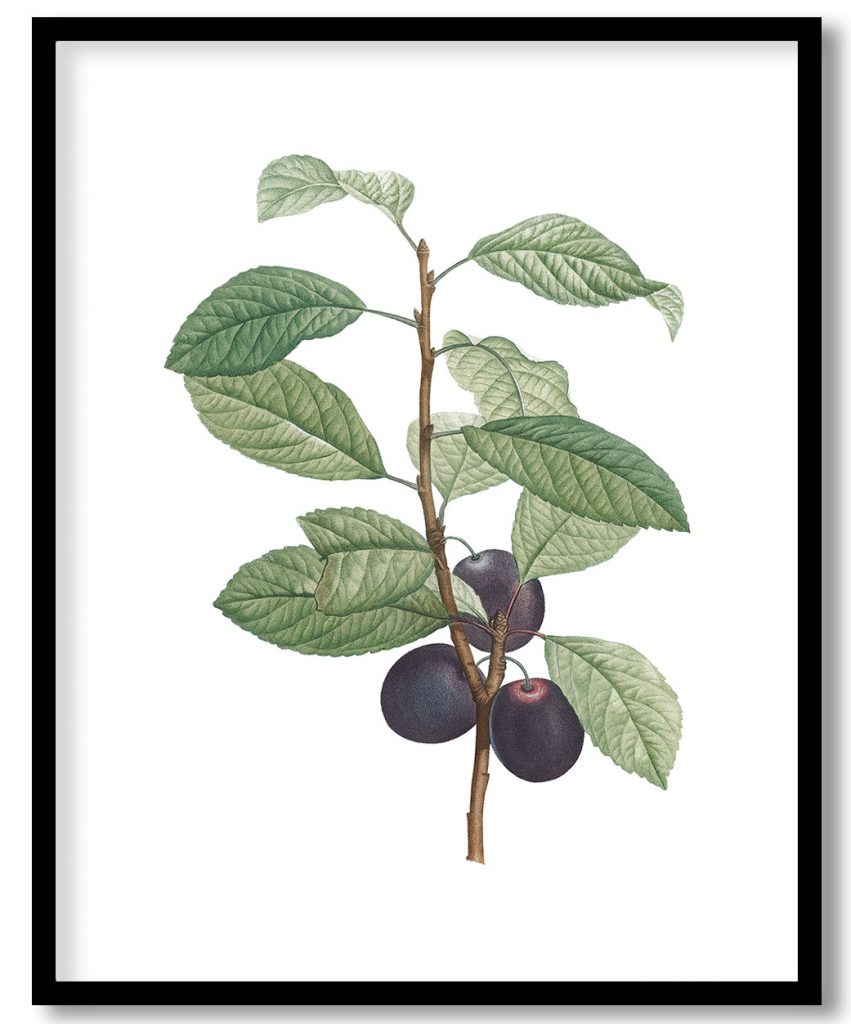 Prune fruit from La Botanique de J. J. Rousseau by Pierre Joseph Redouté (1759–1840)