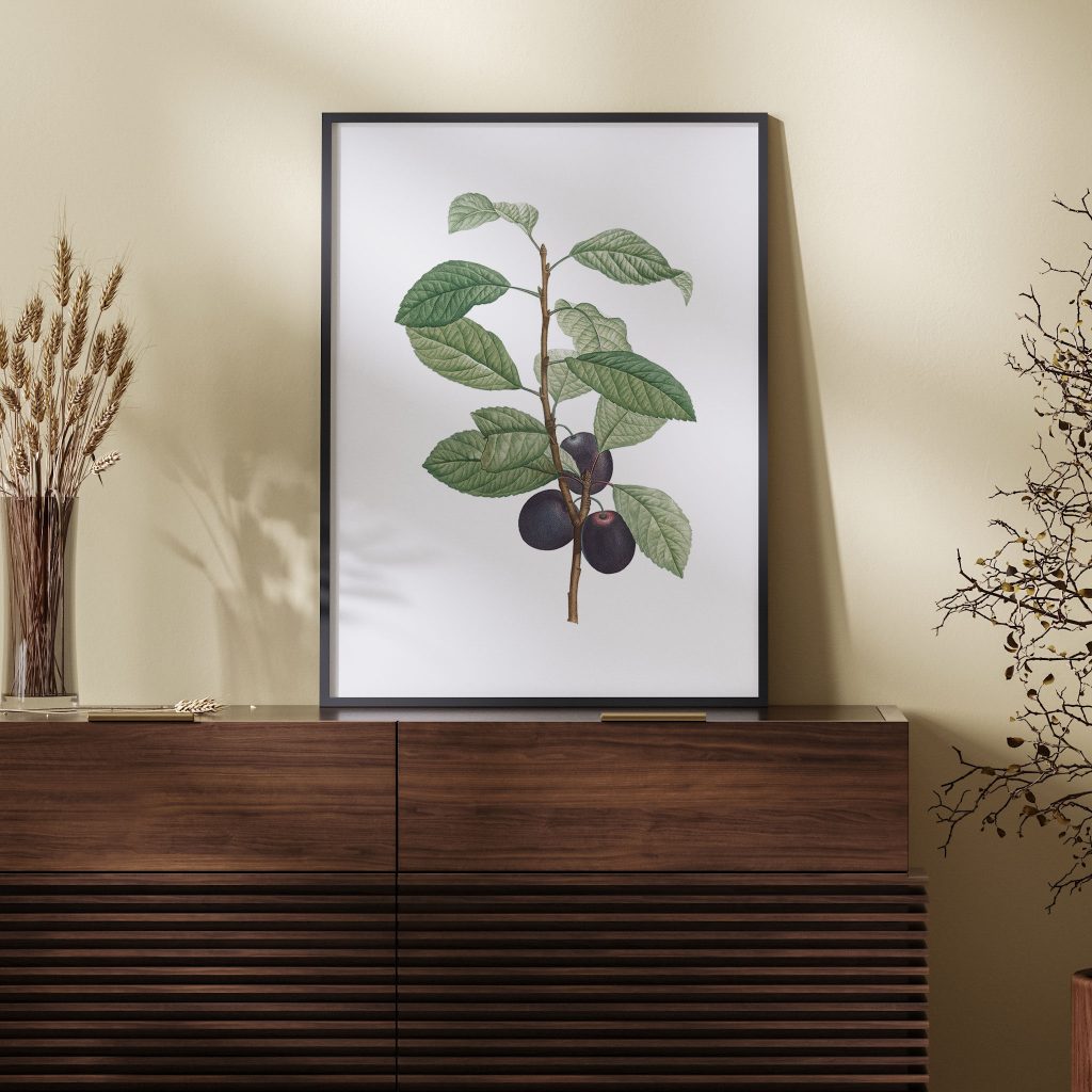 Prune fruit from La Botanique de J. J. Rousseau by Pierre Joseph Redouté (1759–1840)