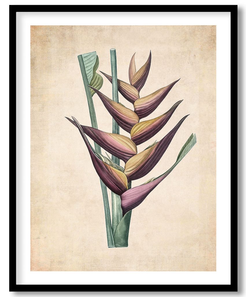 Parrot heliconia - Pressed Vintage Botanical