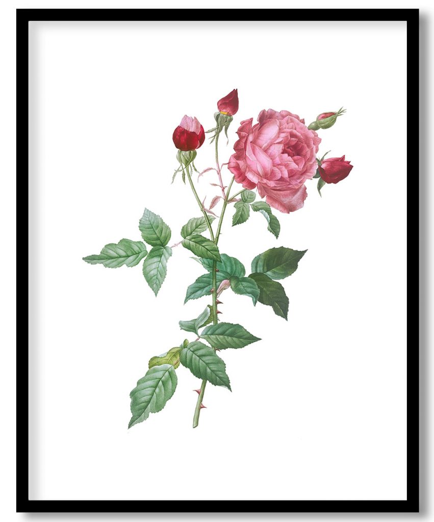 Provence Rose, Rosa indica from Les Roses (1817–1824) by Pierre Joseph Redouté