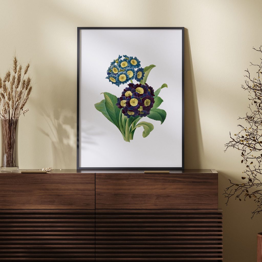 Primula Auricula (1827) by Pierre Joseph Redouté and Henry Joseph Redouté