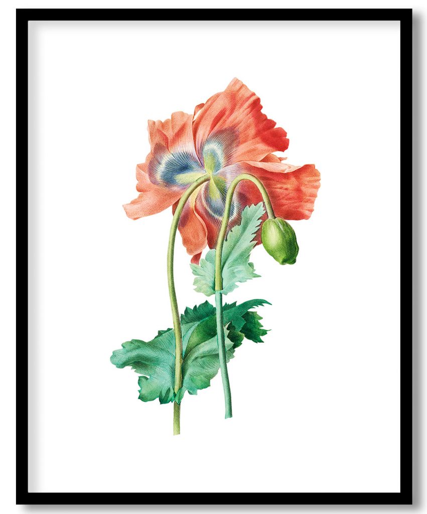 Poppy flower botanical by Pierre Joseph Redouté