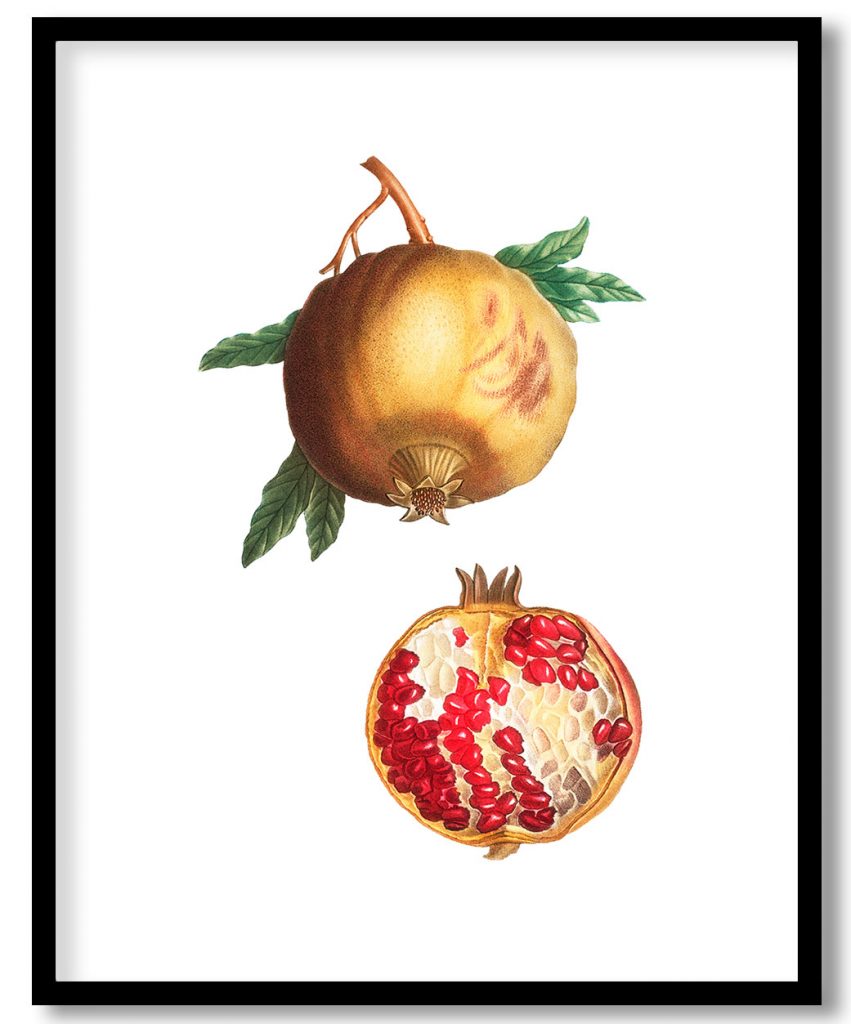 Pomegranate (Punica granatum) from Treatise On Trees And Shrubs Grown In Open Ground In France