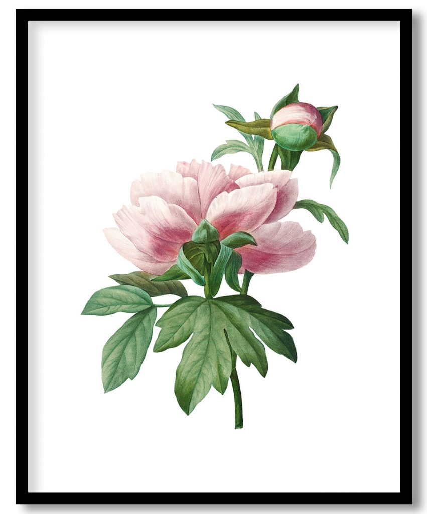 vintage Peony flower botanical by Pierre Joseph Redouté