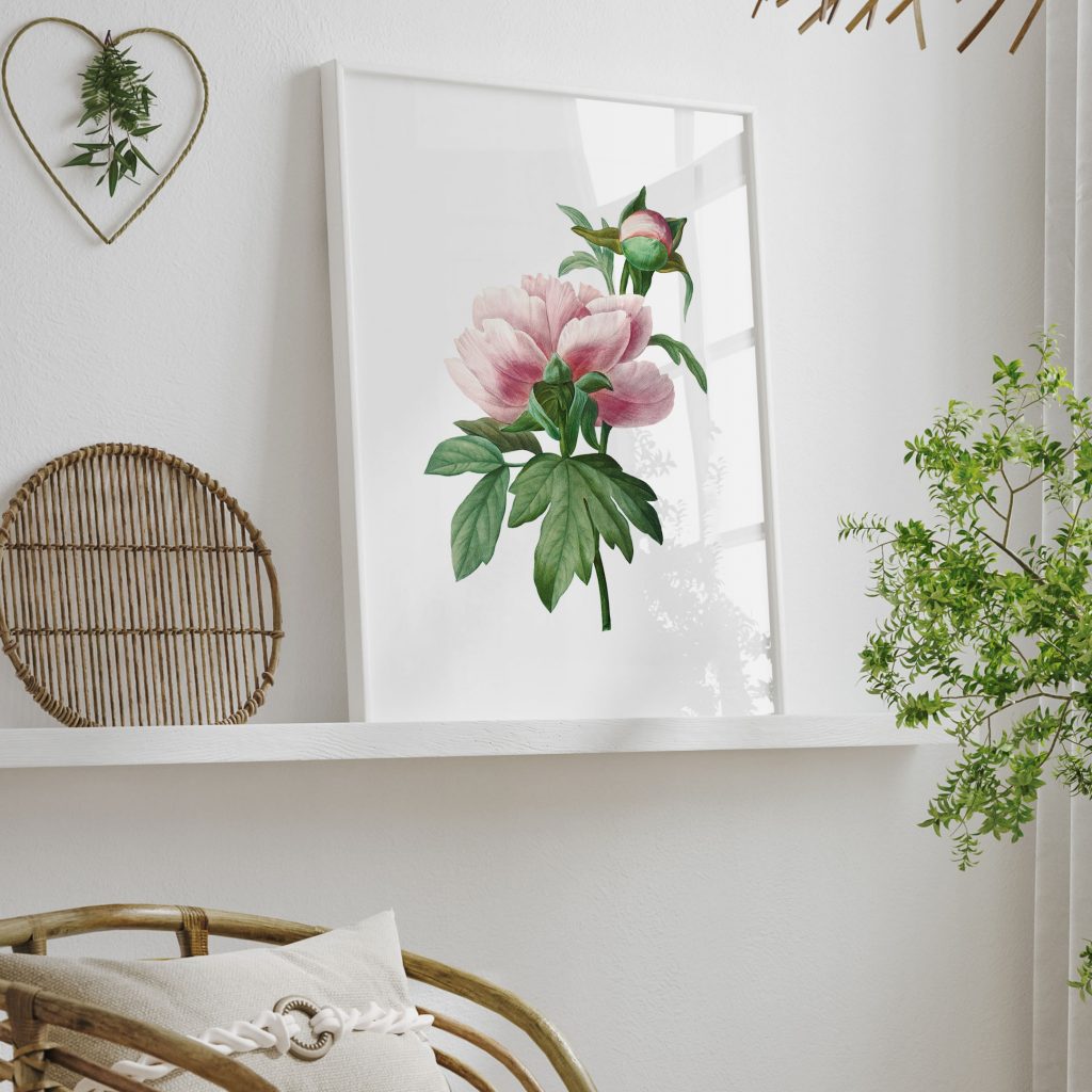 vintage Peony flower botanical by Pierre Joseph Redouté