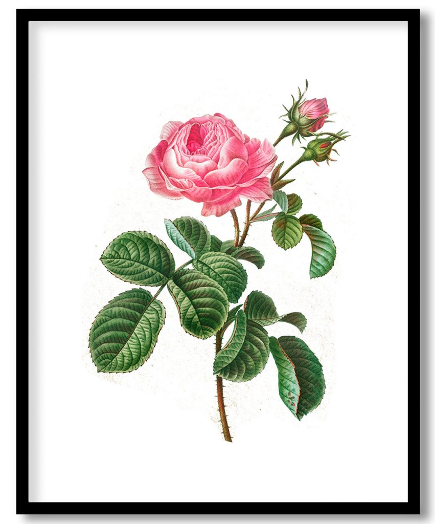 Redoute's Cabbage rose