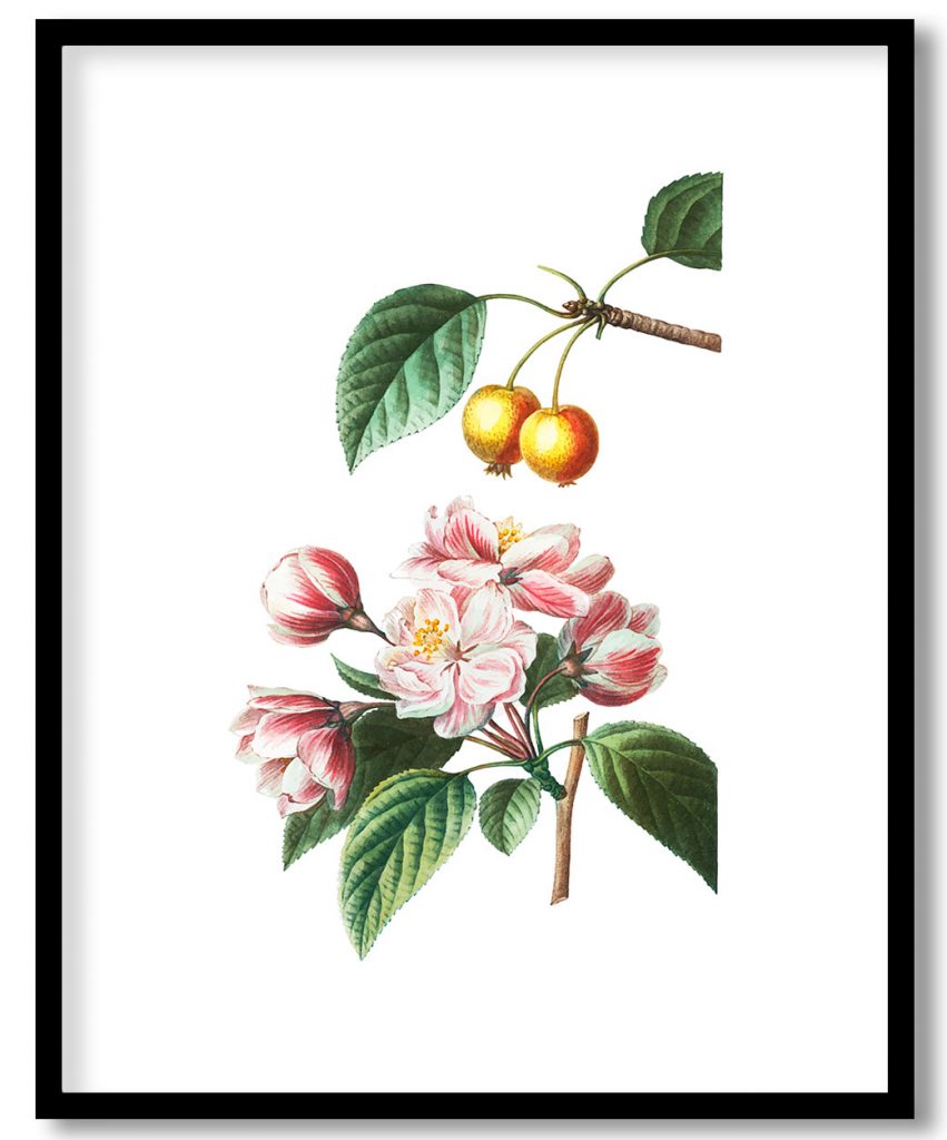 Vintage flowering crabapple and Chinese flowering apple