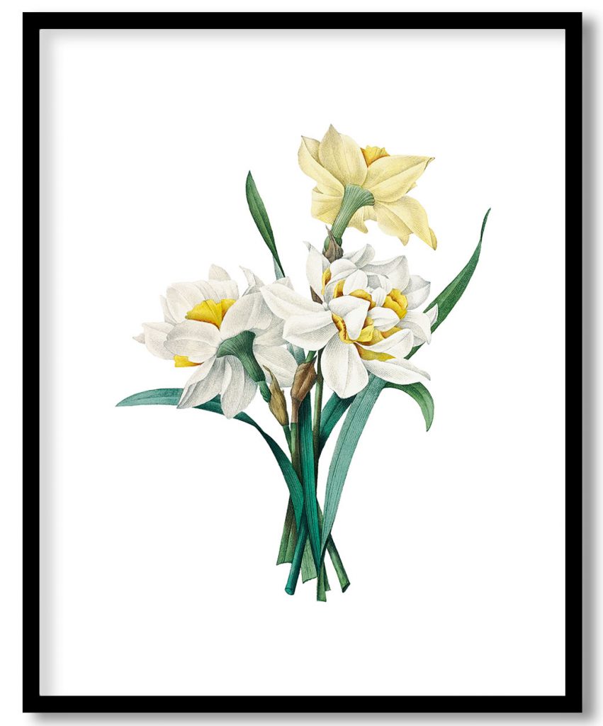 Double Daffodil flower botanical by Pierre Joseph Redouté