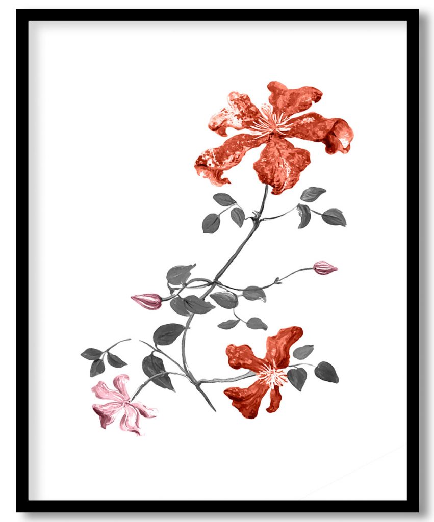 Vintage flower red botanical by Pierre Joseph Redouté