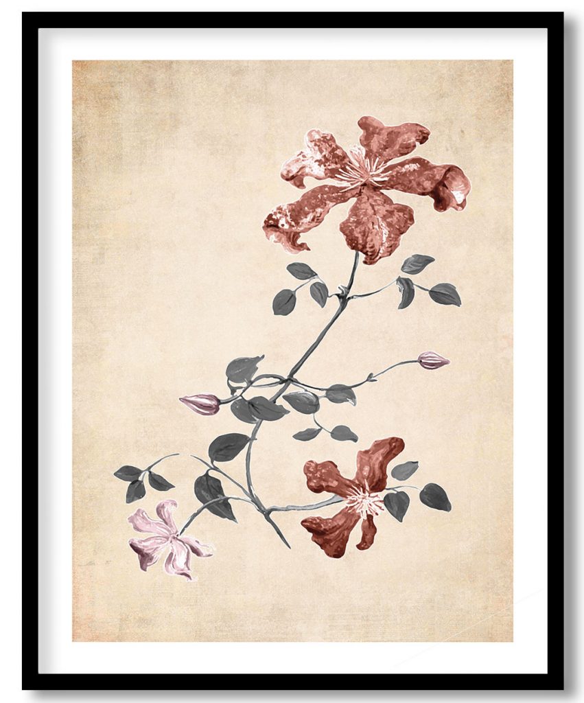 flower red botanical - Pressed Vintage Botanical