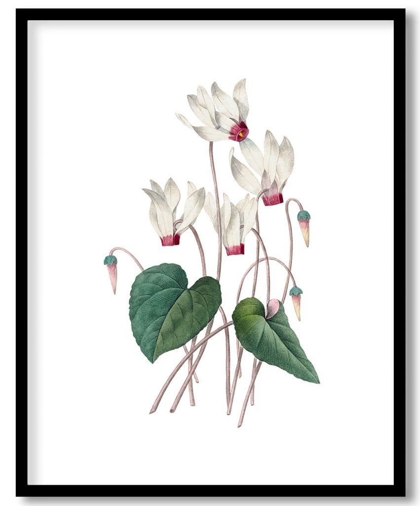Cyclamen flower vintage botanical by Pierre Joseph Redouté