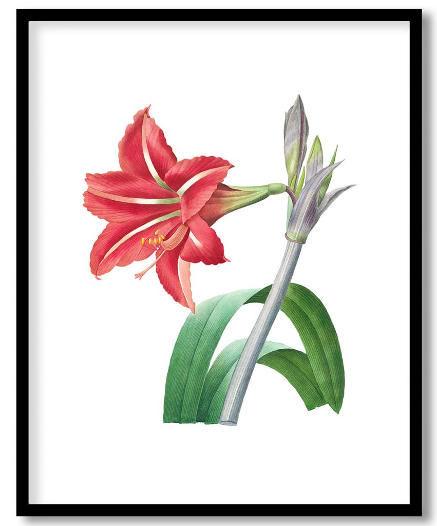 Brazilian Amaryllis flower botanical by Pierre Joseph Redouté