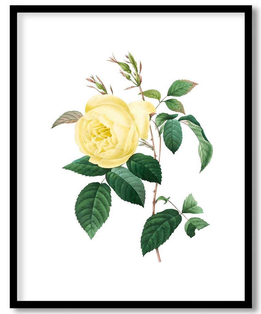 botanical yellow rose flower by Pierre Joseph Redouté