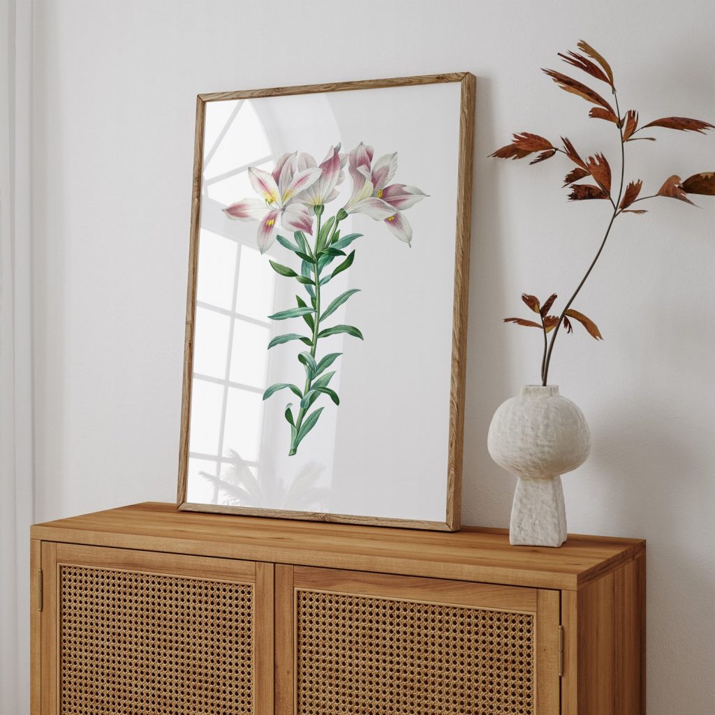 botanical Peruvian Lily flower by Pierre Joseph Redouté