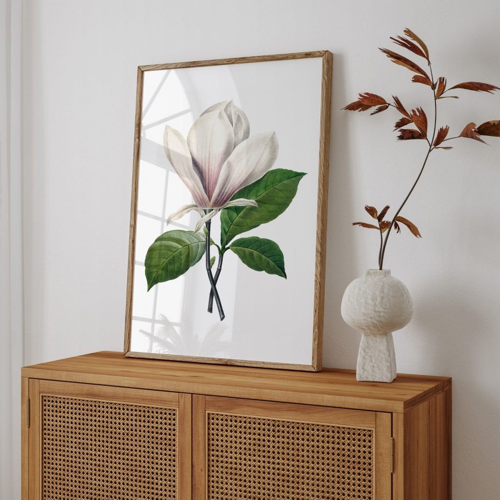 botanical Magnolia Soulangeana flower by Pierre Joseph Redouté