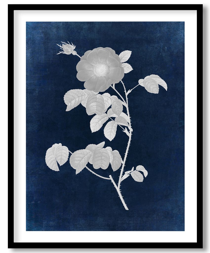 Simple Flowered French Rose, Rosa reclinata flore simplici from Les Roses - Indigo Pressed