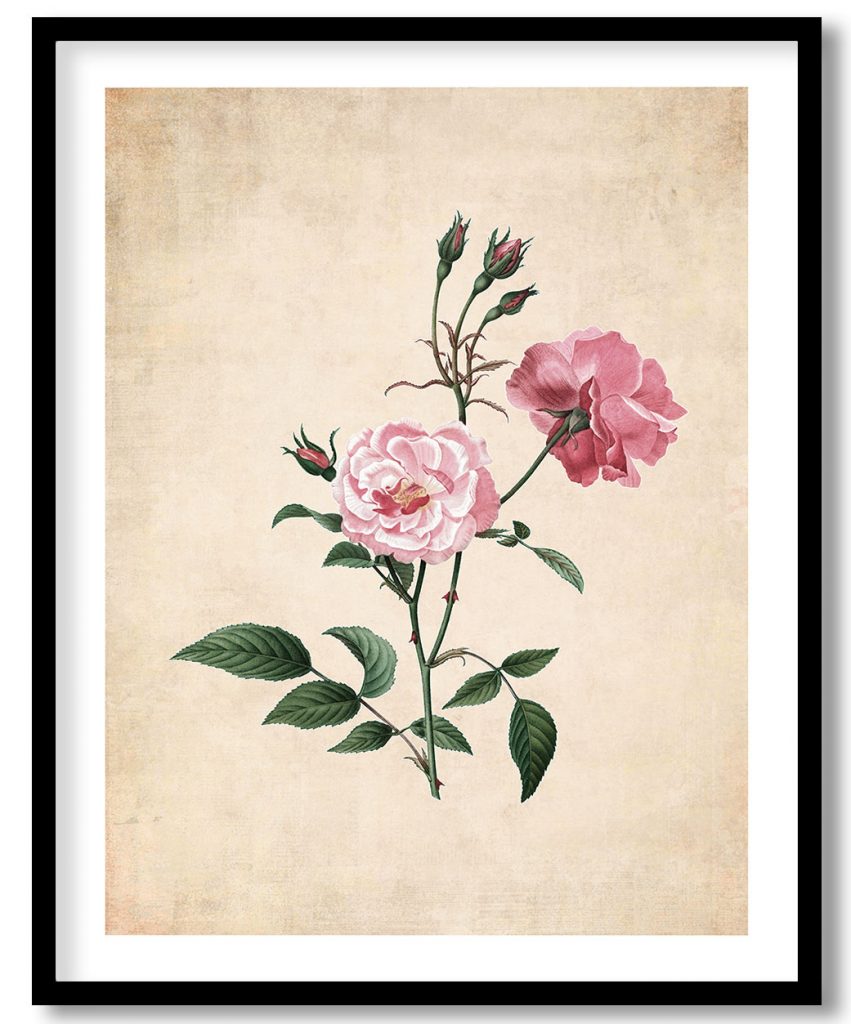 ever blowing rose - Pressed Vintage Botanical