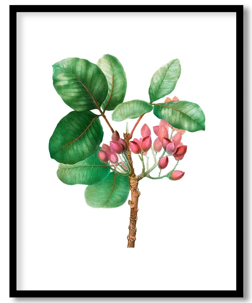 Pistachio (Pistaccia vera) from Treatise On Trees And Shrubs Grown In Open Ground In France