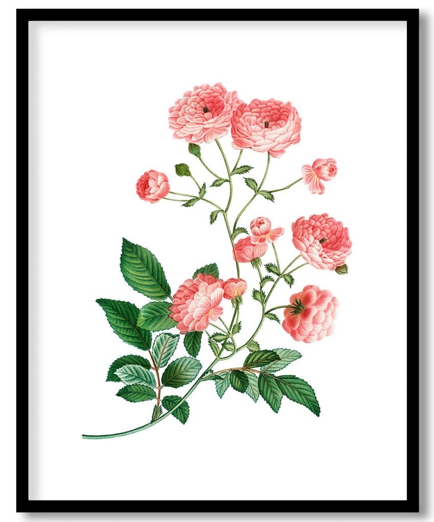 Pink rambler rose flower