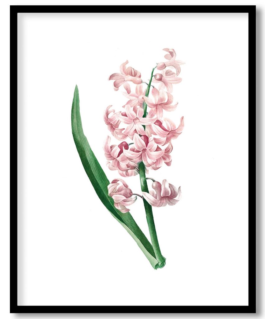 Pink Hyacinth by Pierre Joseph Redouté (1759–1840)