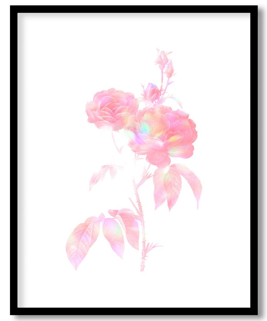 Pink holographic rose vintage by Pierre Joseph Redouté