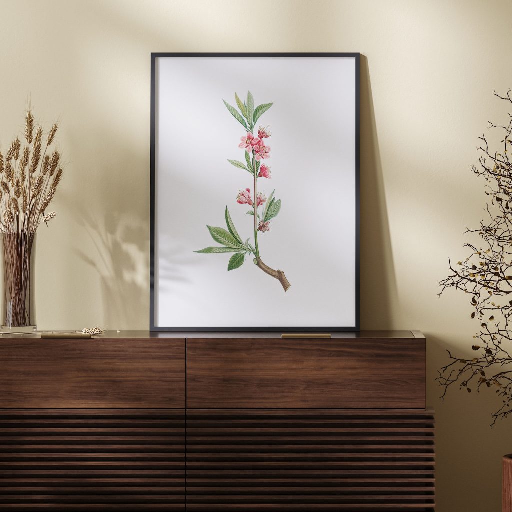 Pink flowers from La Botanique de J. J. Rousseau by Pierre Joseph Redouté (1759–1840)