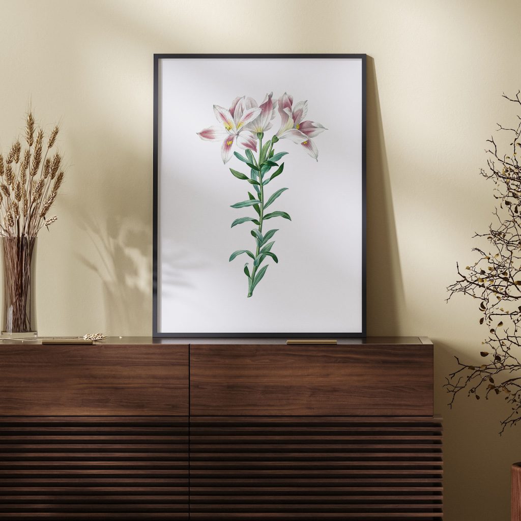 Peruvian Lily from Choix des plus belles fleurs (1827) by Pierre Joseph Redouté