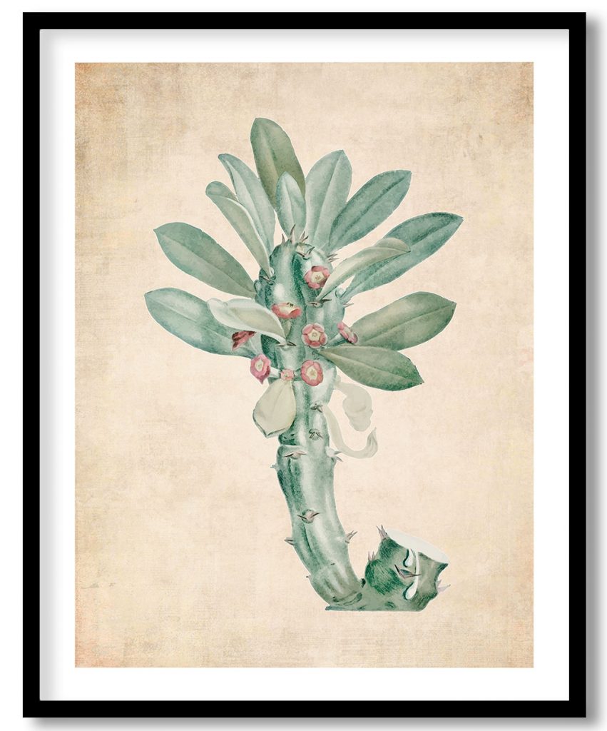 Euphorbia Neriifolia - Pressed Vintage Botanical
