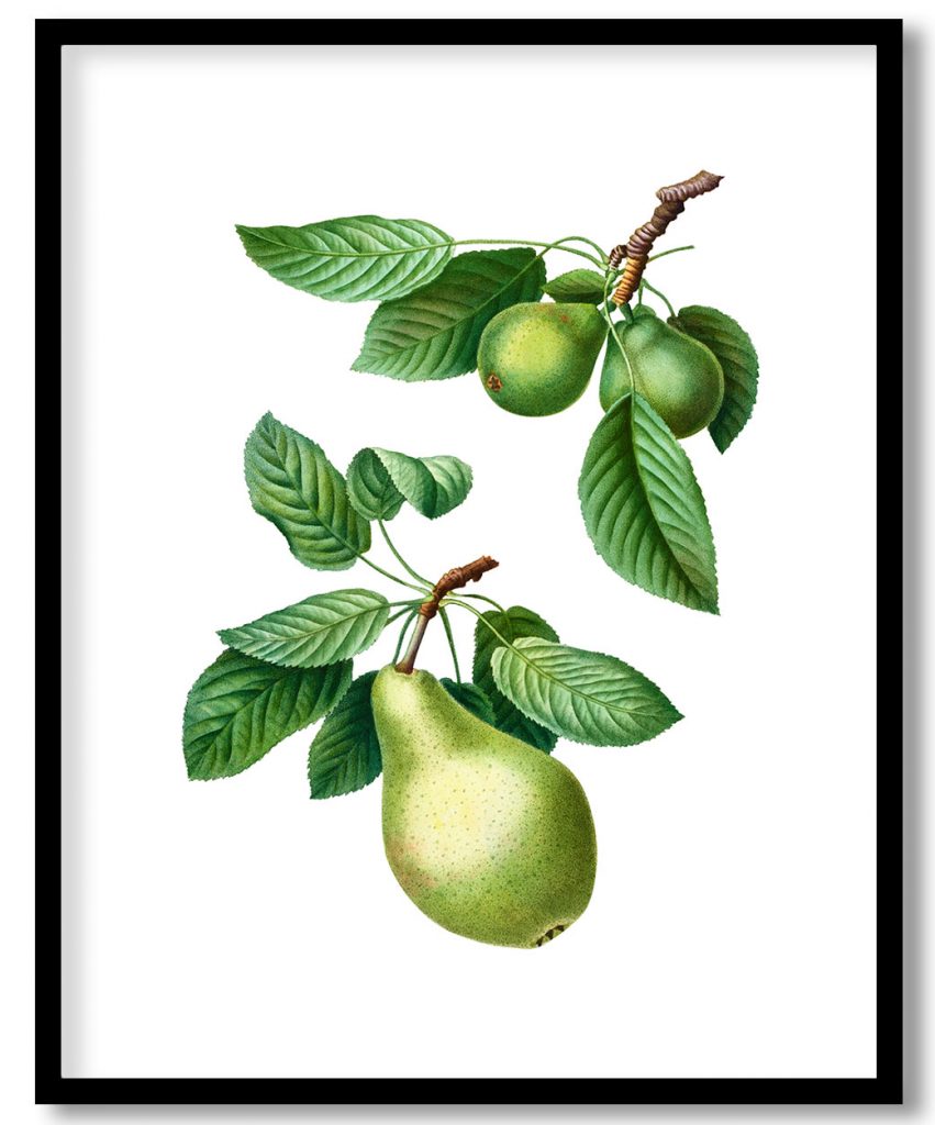 Pear, Pyrus communis from Treatise On Trees And Shrubs Grown In Open Ground In France