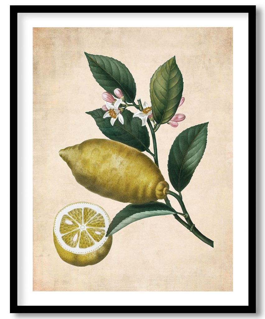 Enlarged version of lemon - Pressed Vintage Botanical