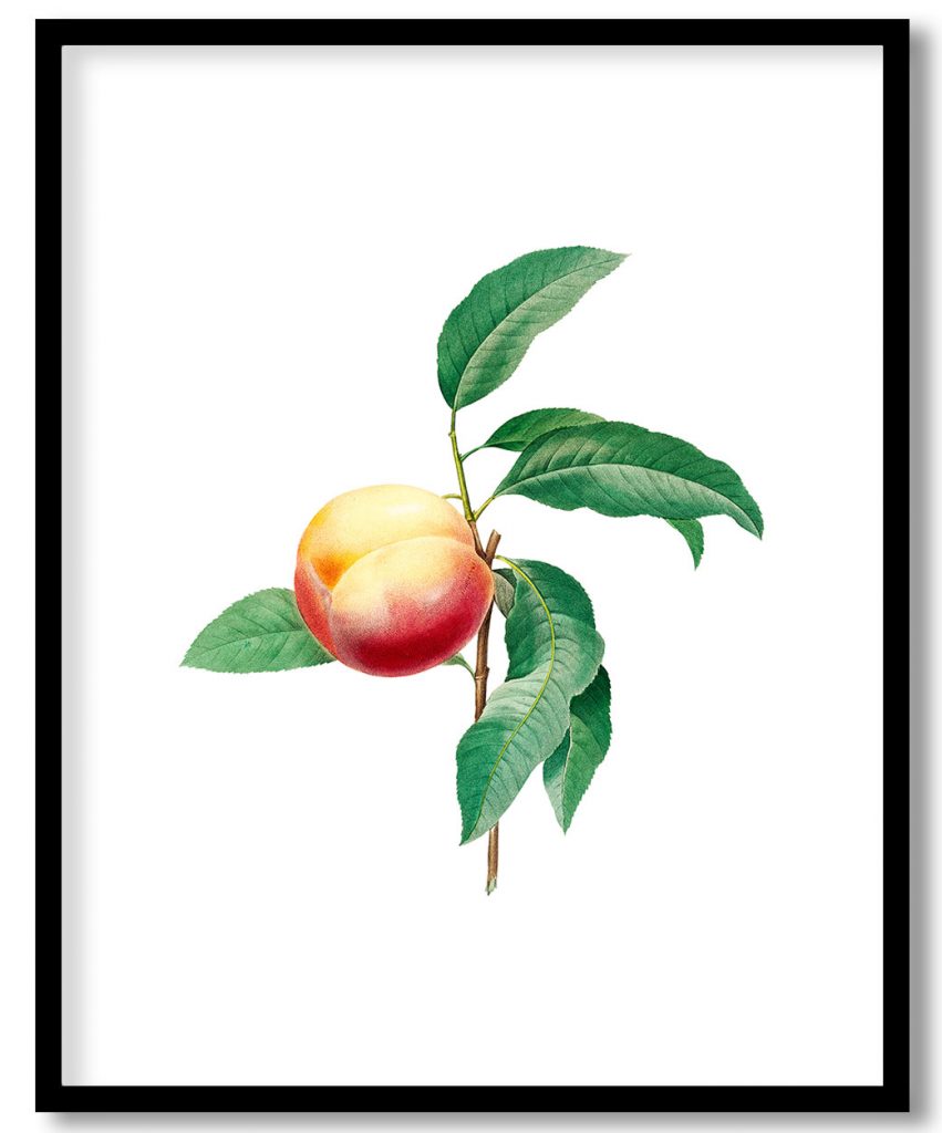 Peach fruit on branch botanical by Pierre Joseph Redouté