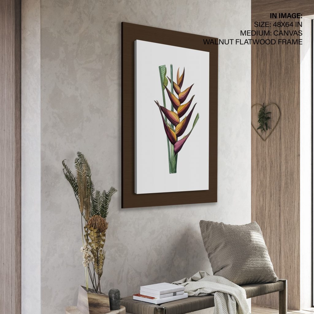 Parrot heliconia from Les liliacées (1805) by Pierre Joseph Redouté